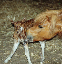 newborn foal and mother