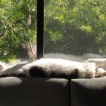 snoopy_stretched_on_windowsill