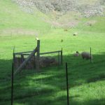 farm_sheep.jpg