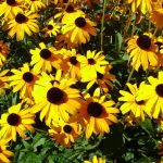 durango_sunflowers