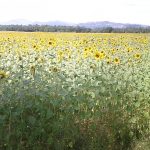 _panoramic_sunflowers