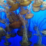 monterey_bay_aquarium_jellyfish