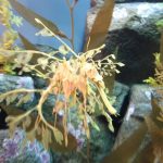 monterey_bay_aquarium_leaf_pipefish