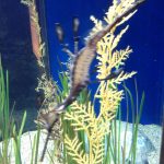 monterey_bay_aquarium_sea_dragon