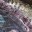 Unknown's avatar